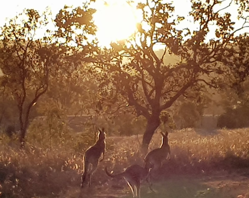 Grey Kangaroos at Neureum Park