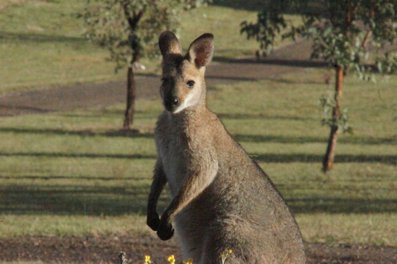Rednecked Wallaby (Bennett) at Neureum Park