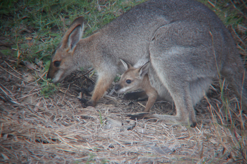 Red necked Wallaby (Bennett) with joey at Neureum Park