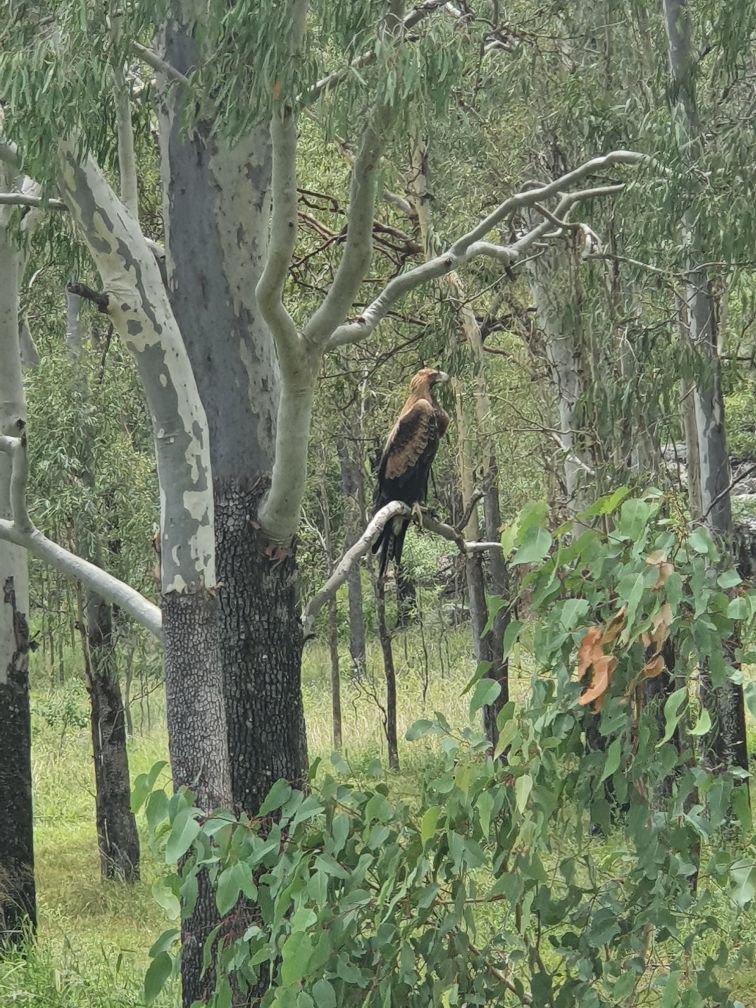 Wedgetail Eagle at Neureum Park